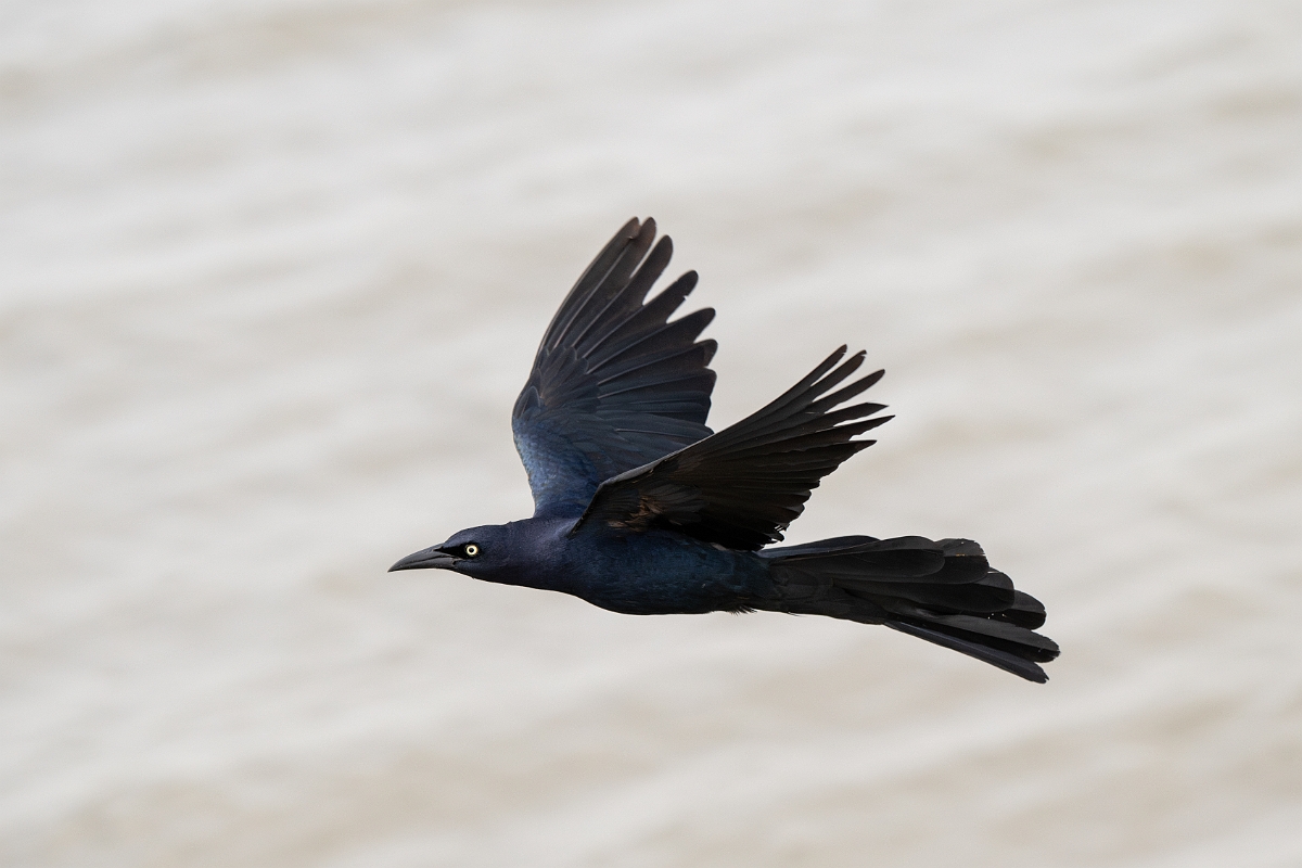 DPPhotography - Texas - Great-tailed grackle - N.jpg - Great-tailed grackle - Yacht Basin Road, Bolivar Peninsula, Texas