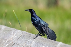 DPPhotography - Texas - Great-tailed grackle - C