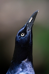 DPPhotography - Texas - Great-tailed grackle - E