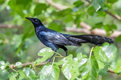 DPPhotography - Texas - Great-tailed grackle - F