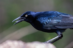 DPPhotography - Texas - Great-tailed grackle - G