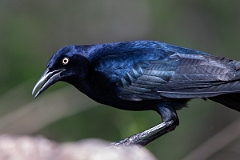 DPPhotography - Texas - Great-tailed grackle - H