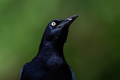 DPPhotography - Texas - Great-tailed grackle - I