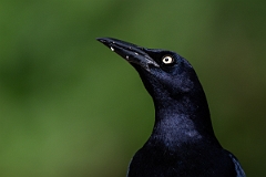 DPPhotography - Texas - Great-tailed grackle - J
