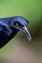 DPPhotography - Texas - Great-tailed grackle - K