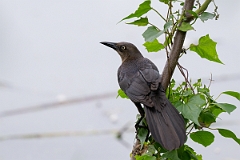 DPPhotography - Texas - Great-tailed grackle - L