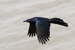 DPPhotography - Texas - Great-tailed grackle - M