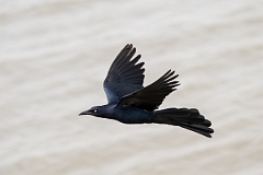 DPPhotography - Texas - Great-tailed grackle - N