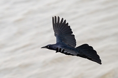 DPPhotography - Texas - Great-tailed grackle - O