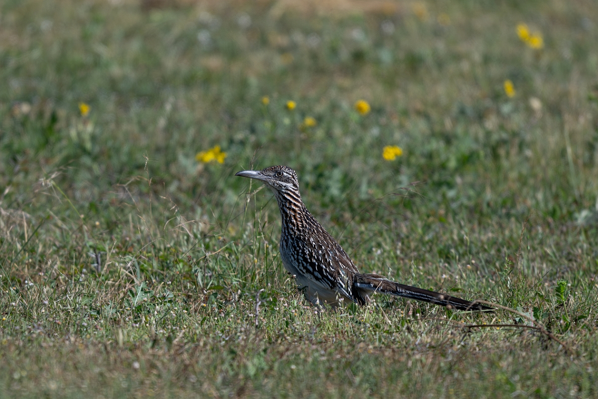 DPPhotography - Texas - Greater roadrunner - A.jpg - Greater roadrunner - Pernitas Point, Texas
