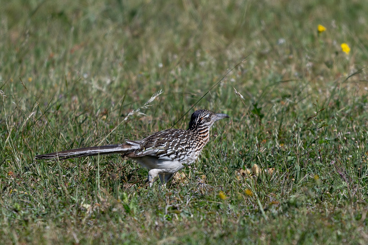 DPPhotography - Texas - Greater roadrunner - D.jpg - Greater roadrunner - Pernitas Point, Texas