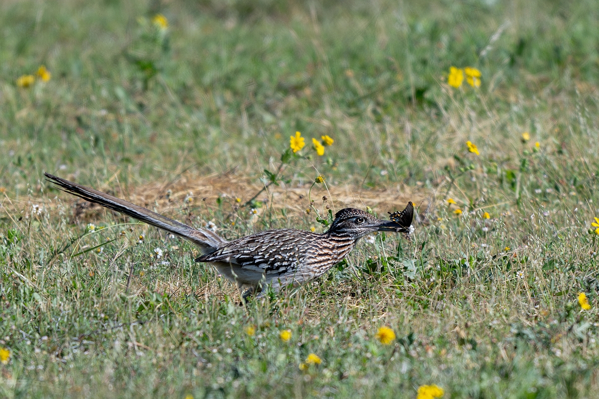 DPPhotography - Texas - Greater roadrunner - E.jpg - Greater roadrunner with swallowtail - Pernitas Point, Texas
