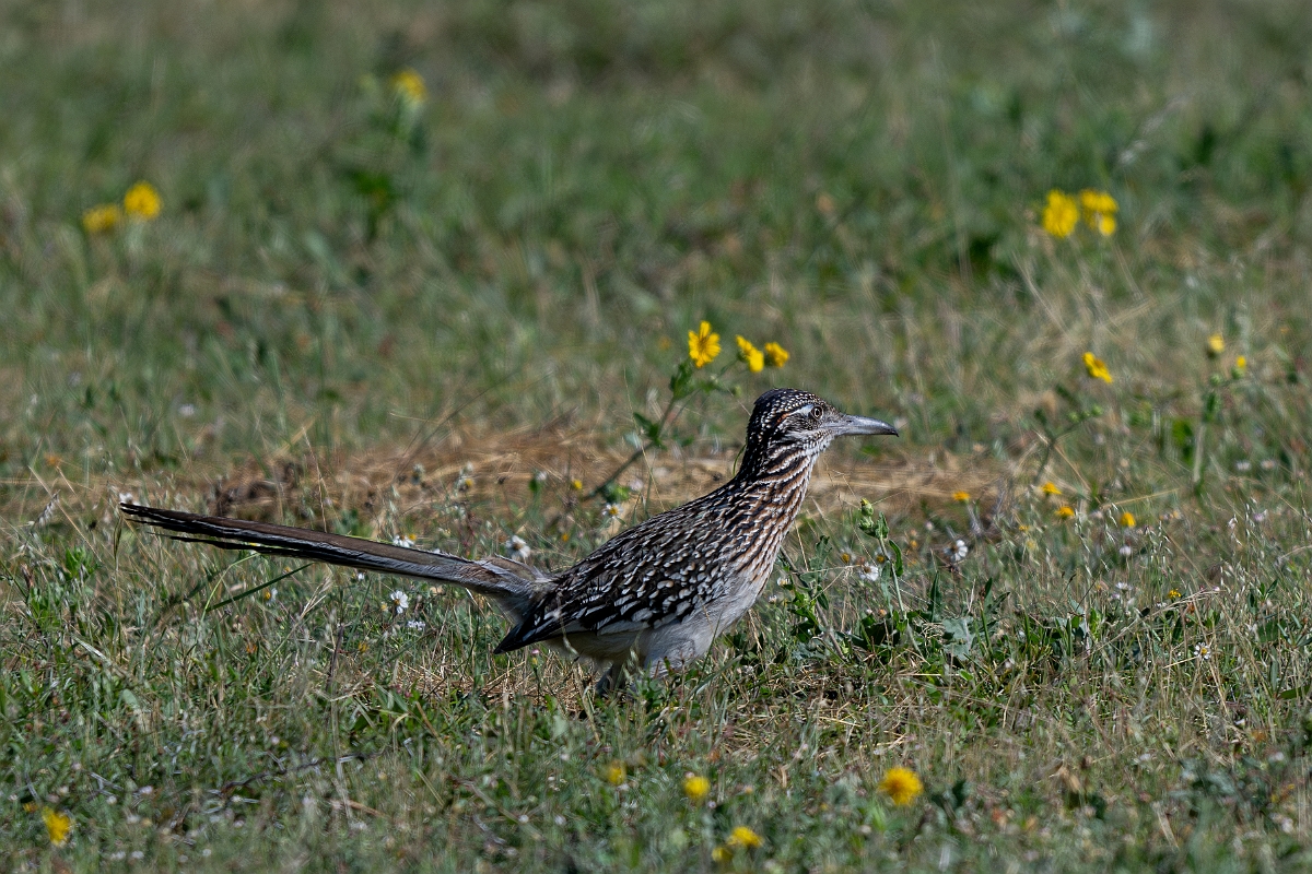 DPPhotography - Texas - Greater roadrunner - F.jpg
