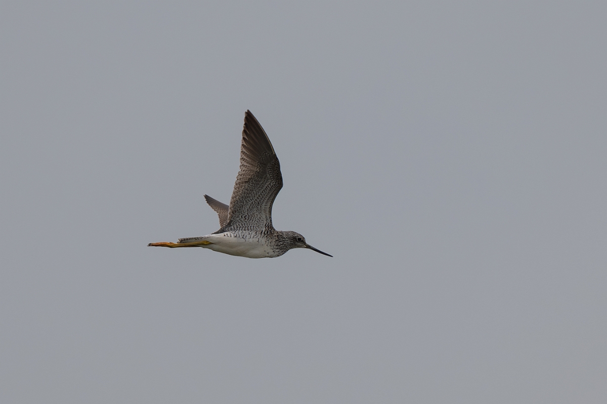 DPPhotography - Texas - Greater yellowlegs - A.jpg - Greater yellowlegs - High Island Beach, Texas