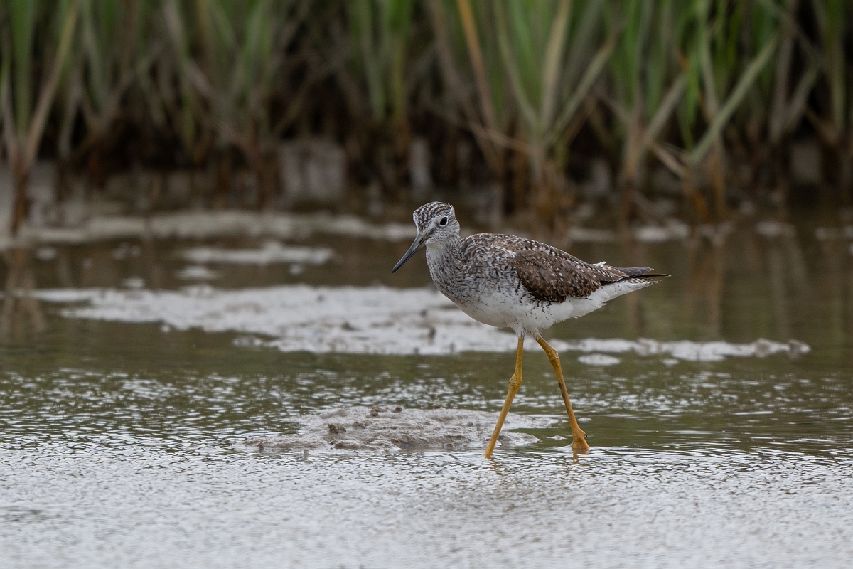 DPPhotography - Texas - Greater yellowlegs - C.jpg - Greater yellowlegs - Redfish Bay Causeway, Texas