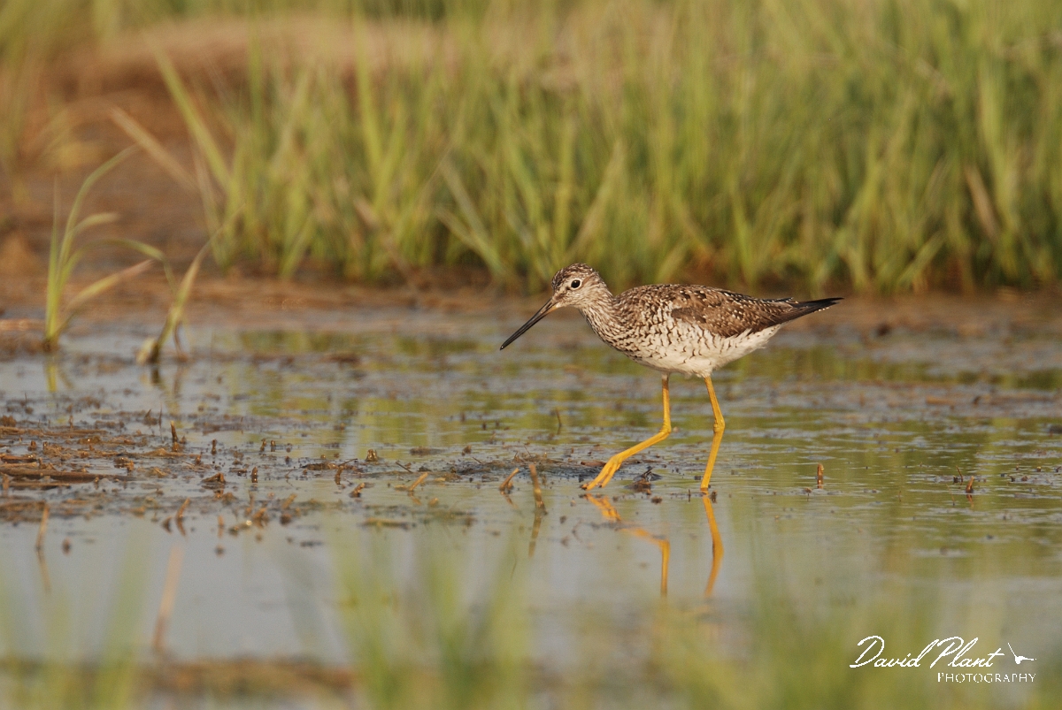 David Plant Photography - Wildlife Photographer - Greater yellowlegs - B.jpg - Greater yellowlegs - Scarborough Marsh, ME