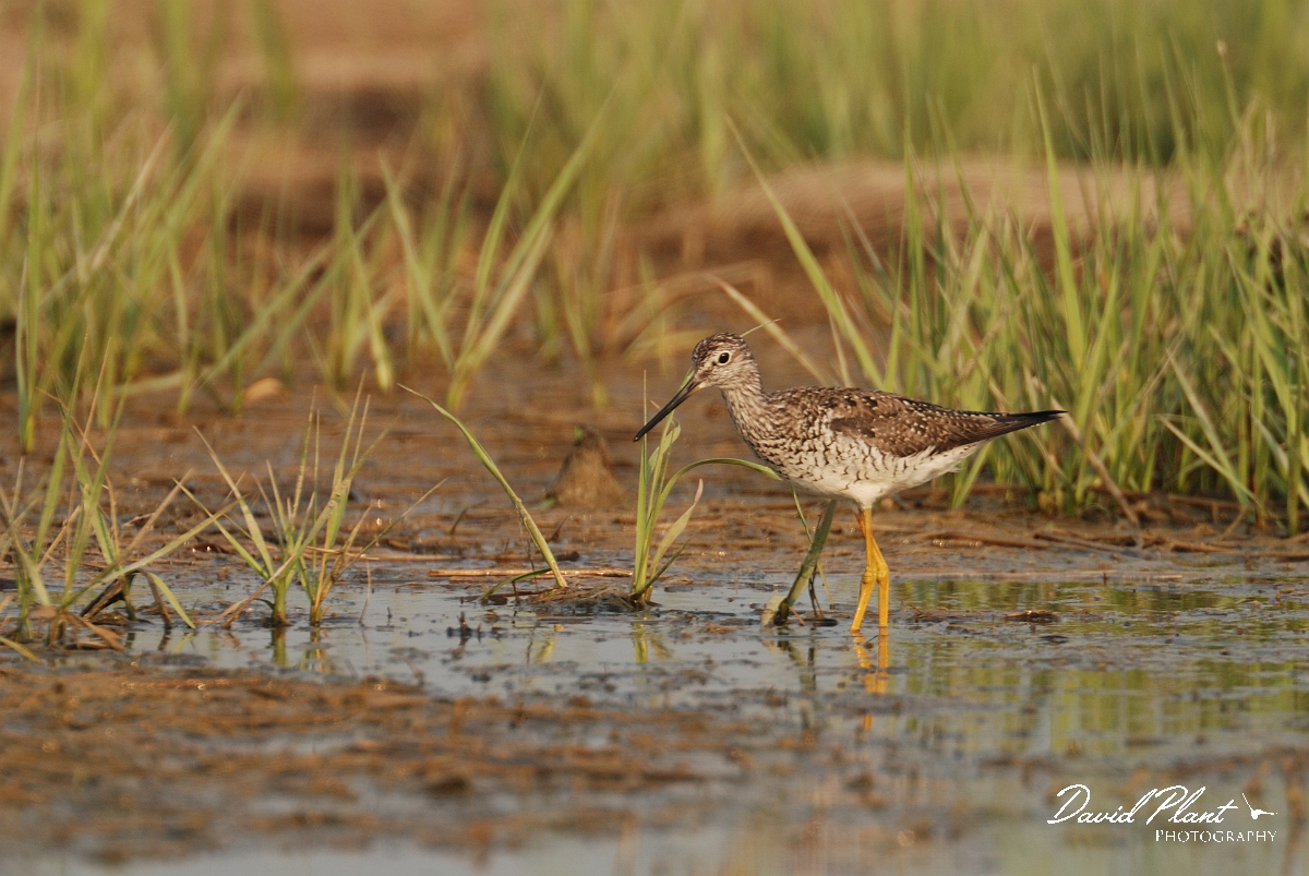David Plant Photography - Wildlife Photographer - Greater yellowlegs - C.jpg - Greater yellowlegs - Scarborough Marsh, ME