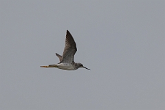 DPPhotography - Texas - Greater yellowlegs - A