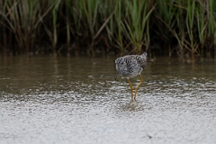DPPhotography - Texas - Greater yellowlegs - B