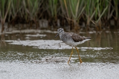 DPPhotography - Texas - Greater yellowlegs - C