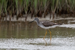 DPPhotography - Texas - Greater yellowlegs - D