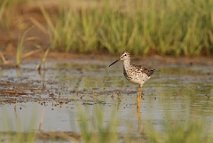 David Plant Photography - Wildlife Photographer - Greater yellowlegs - A