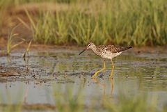 David Plant Photography - Wildlife Photographer - Greater yellowlegs - B
