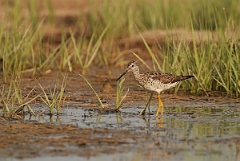 David Plant Photography - Wildlife Photographer - Greater yellowlegs - C