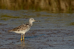 David Plant Photography - Wildlife Photography - Greater yellowlegs - D