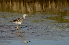 David Plant Photography - Wildlife Photography - Greater yellowlegs - E