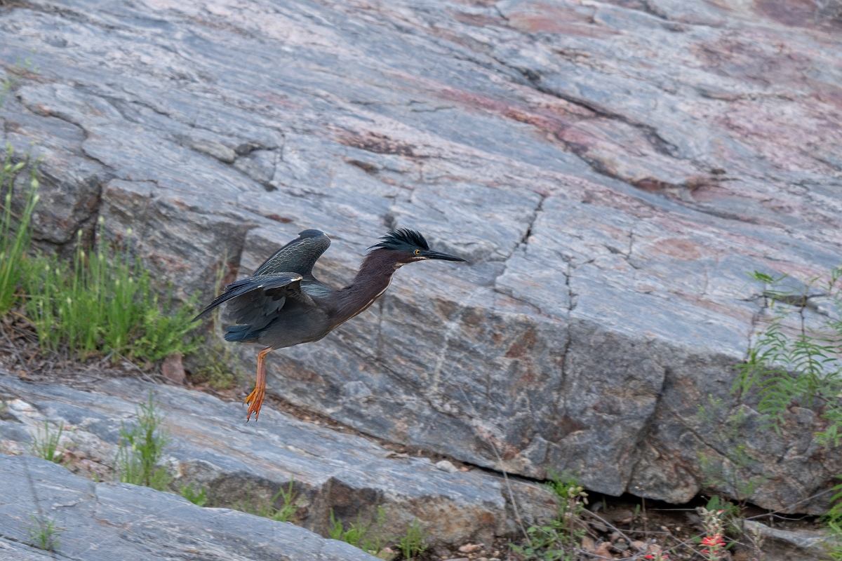 DPPhotography - Texas - Green heron - B.jpg - Green heron - Ink Lake State Park, Texas