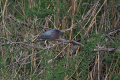 DPPhotography - Texas - Green heron - A