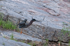 DPPhotography - Texas - Green heron - B