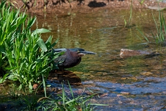 DPPhotography - Texas - Green heron - C