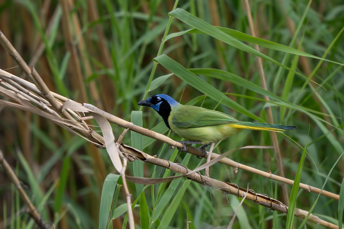 DPPhotography - Texas - Green jay - A.jpg - Green jay - Bentsen-Rio Grande Valley State Park, Texas