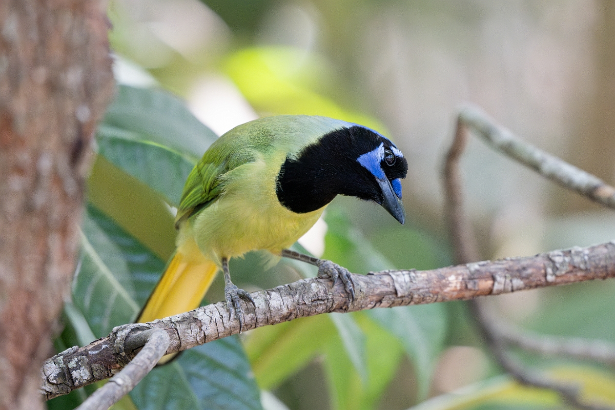 DPPhotography - Texas - Green jay - B.jpg - Green jay - Estero Llano Grande State Park, Texas