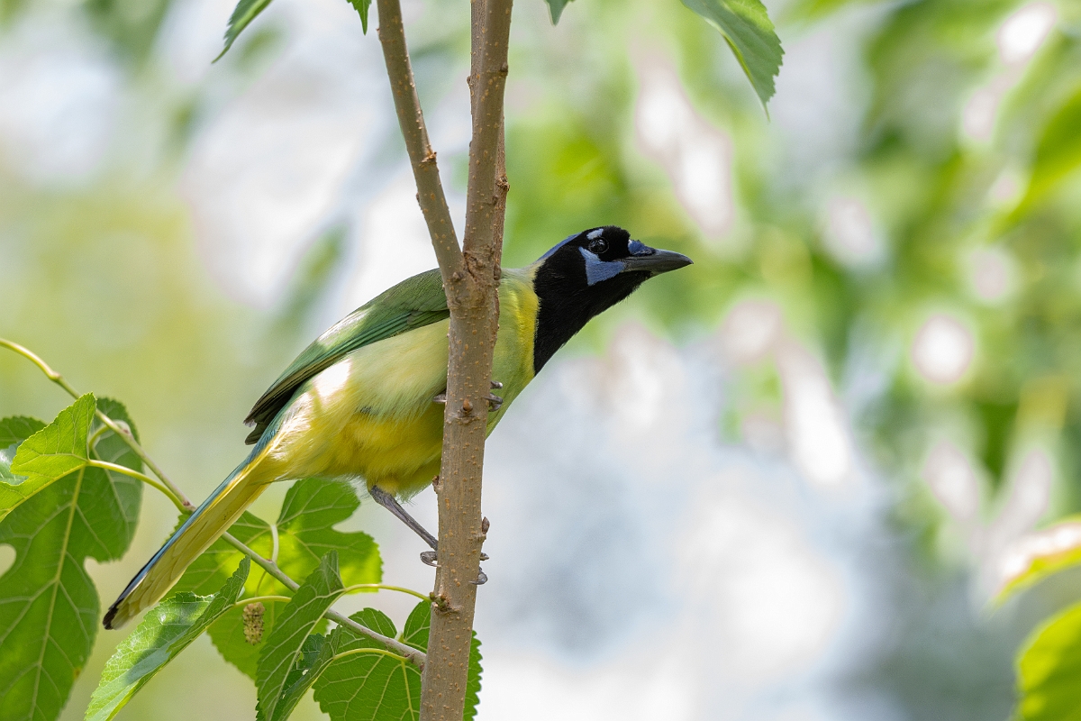 DPPhotography - Texas - Green jay - D.jpg - Green jay - National Butterfly Center, Texas
