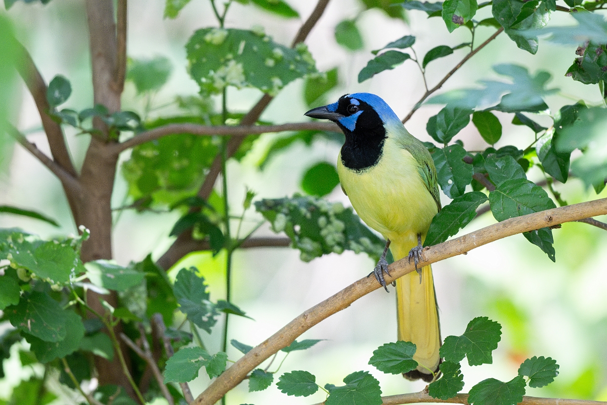 DPPhotography - Texas - Green jay - F.jpg - v