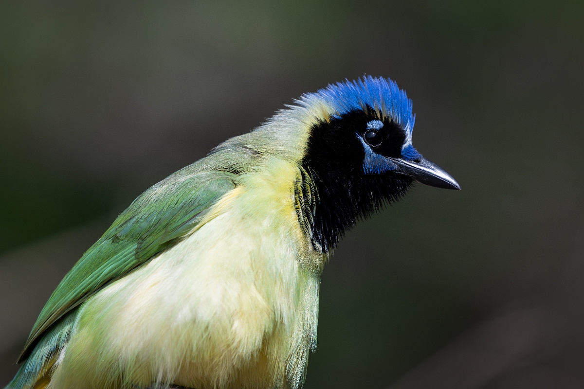 DPPhotography - Texas - Green jay - H.jpg - Green jay - National Butterfly Center, Texas