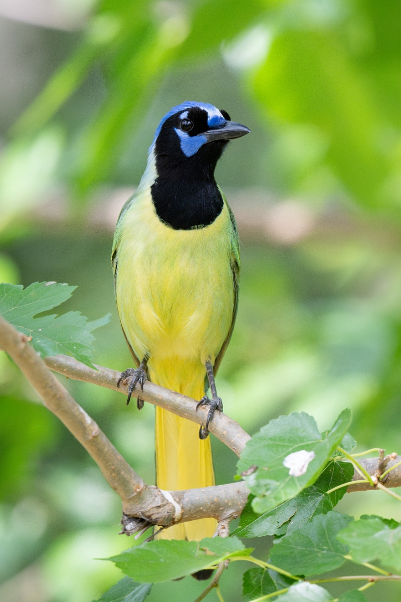 DPPhotography - Texas - Green jay - I.jpg - Green jay - National Butterfly Center, Texas