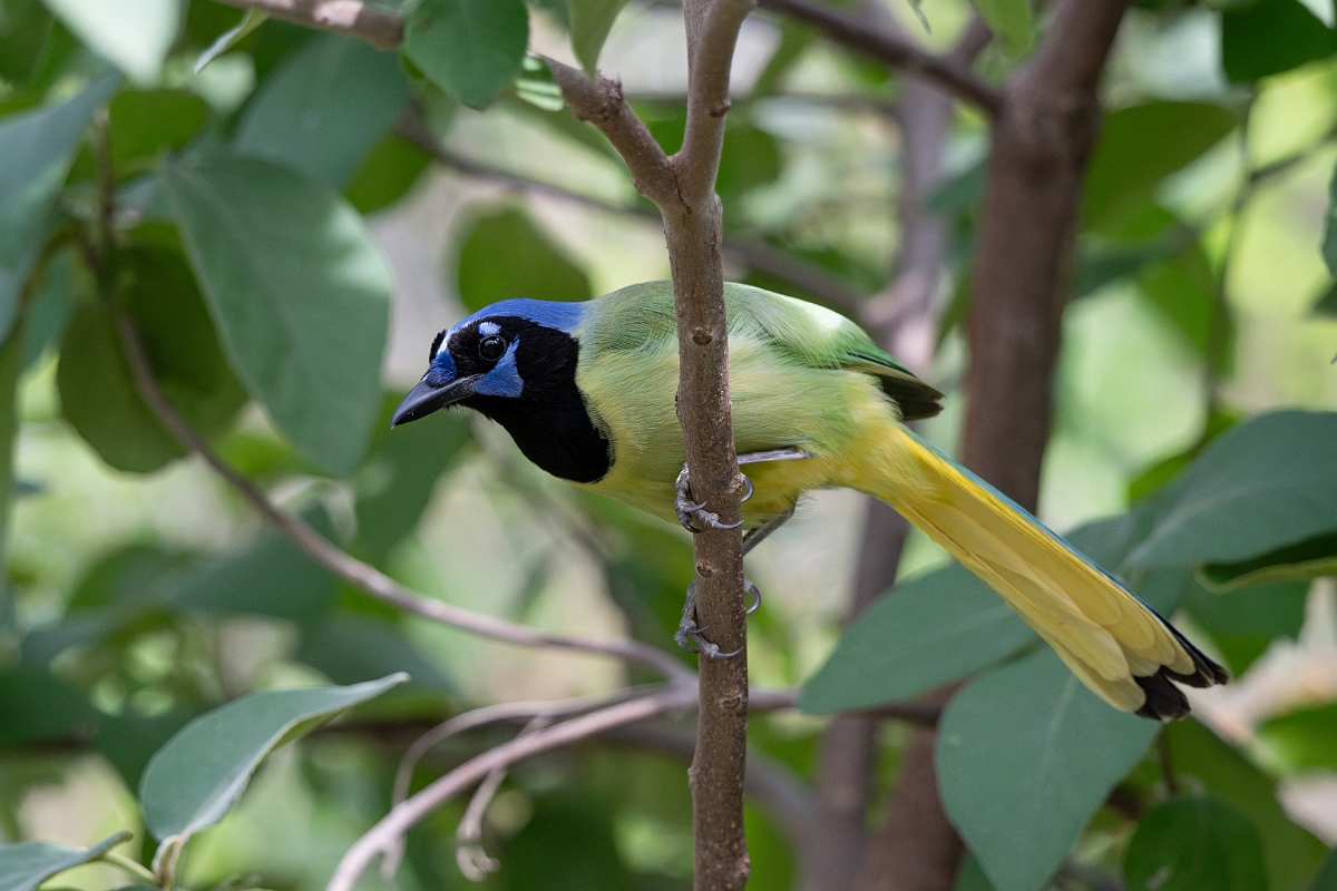 DPPhotography - Texas - Green jay - J.jpg - Green jay - National Butterfly Center, Texas