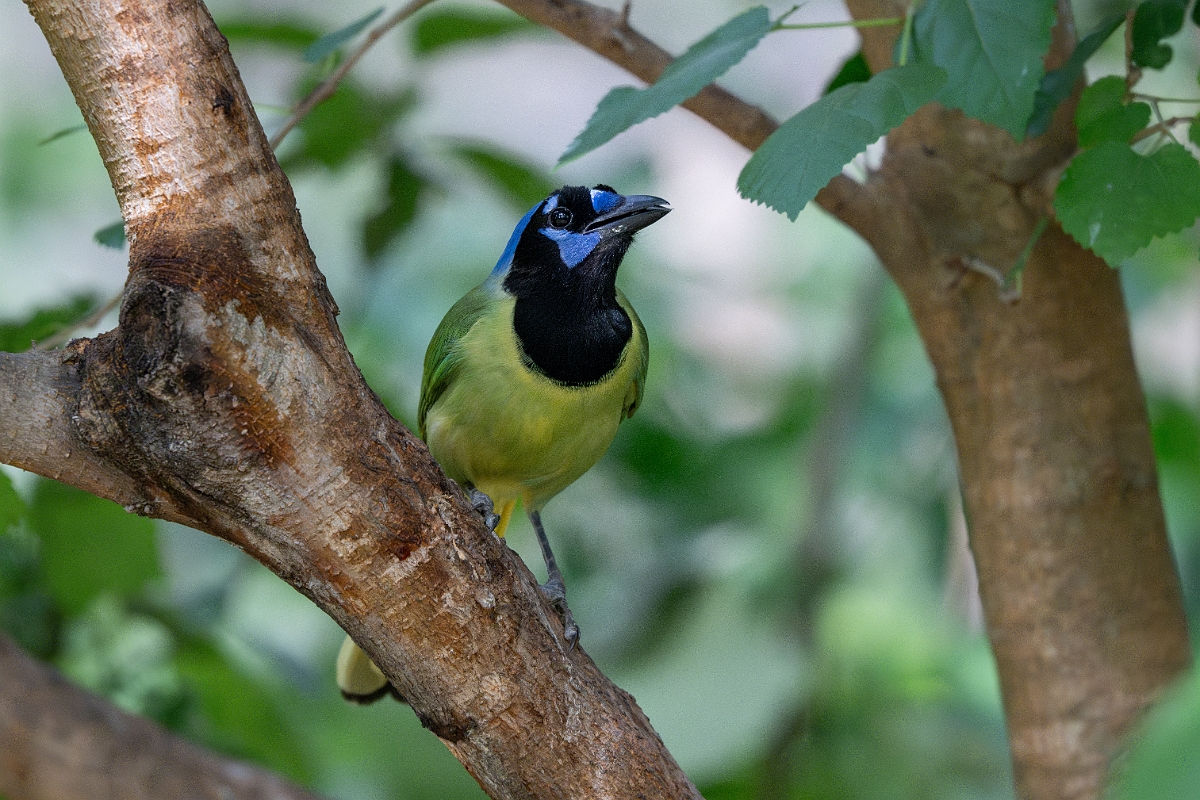 DPPhotography - Texas - Green jay - K.jpg - Green jay - National Butterfly Center, Texas