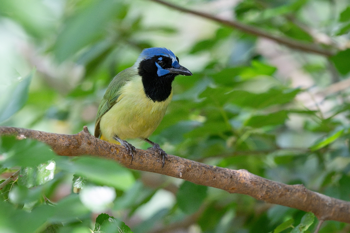 DPPhotography - Texas - Green jay - L.jpg - Green jay - National Butterfly Center, Texas