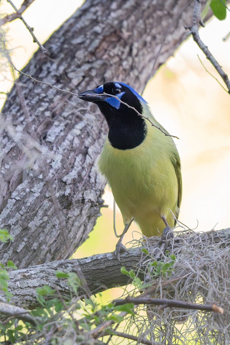 DPPhotography - Texas - Green jay - M.jpg - Green jay - Santa Ana NWR, Texas