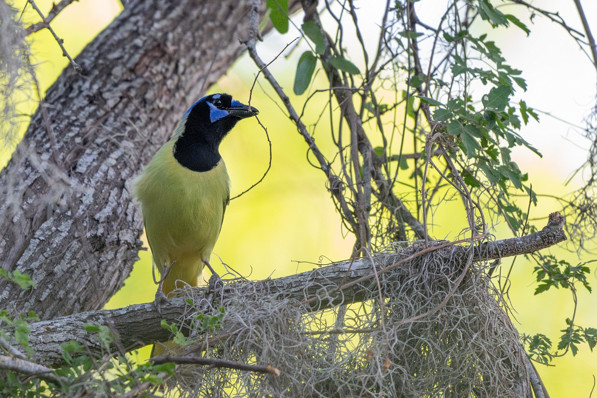 DPPhotography - Texas - Green jay - N.jpg - Green jay - Santa Ana NWR, Texas
