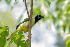 DPPhotography - Texas - Green jay - D