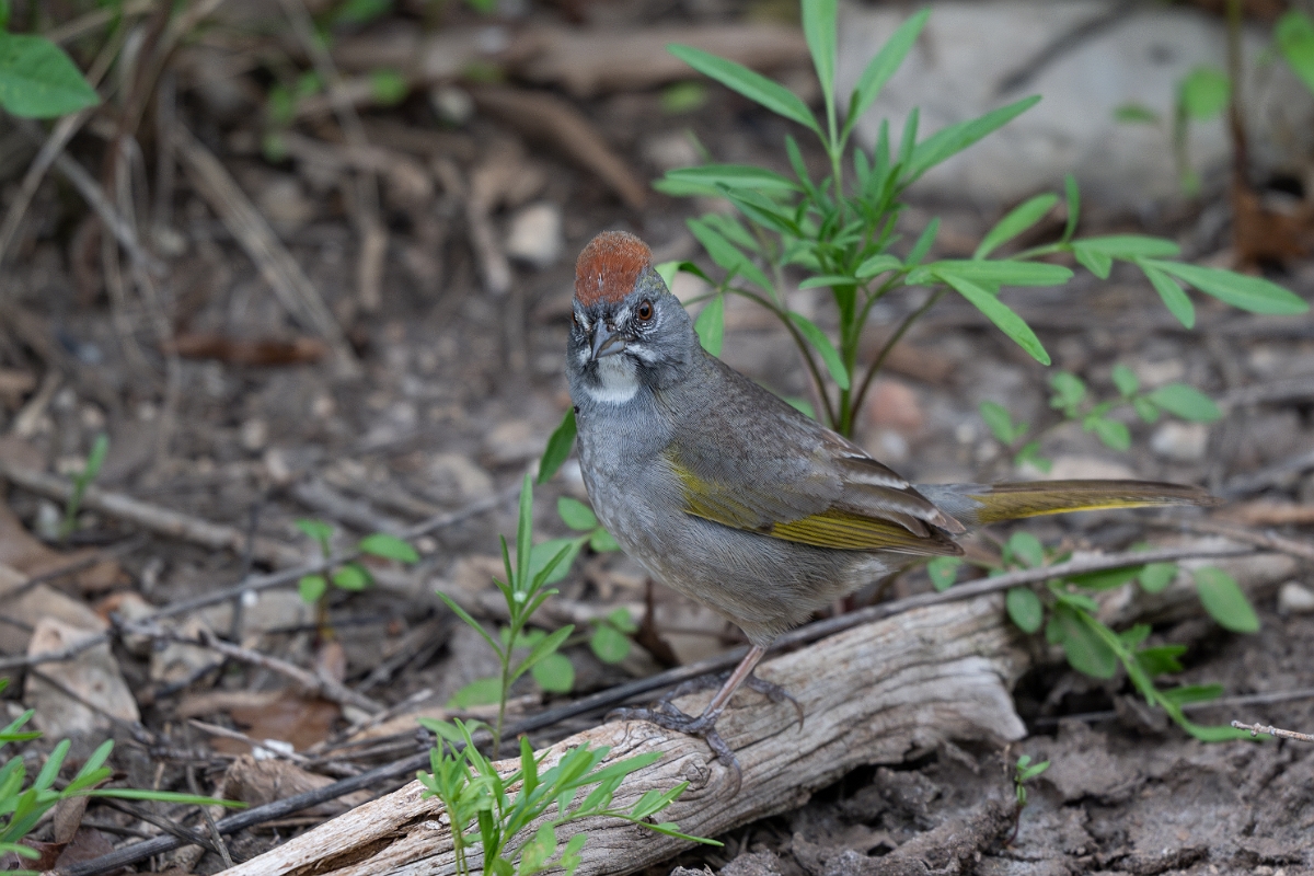 DPPhotography - Texas - Green-tailed towhee - C.jpg - Green-tailed towhee - Balcones State Park, Texas