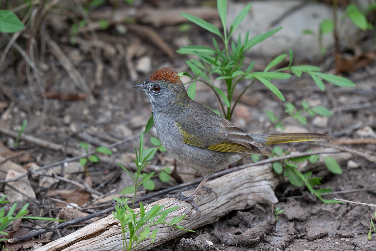 DPPhotography - Texas - Green-tailed towhee - D.jpg - Green-tailed towhee - Balcones State Park, Texas