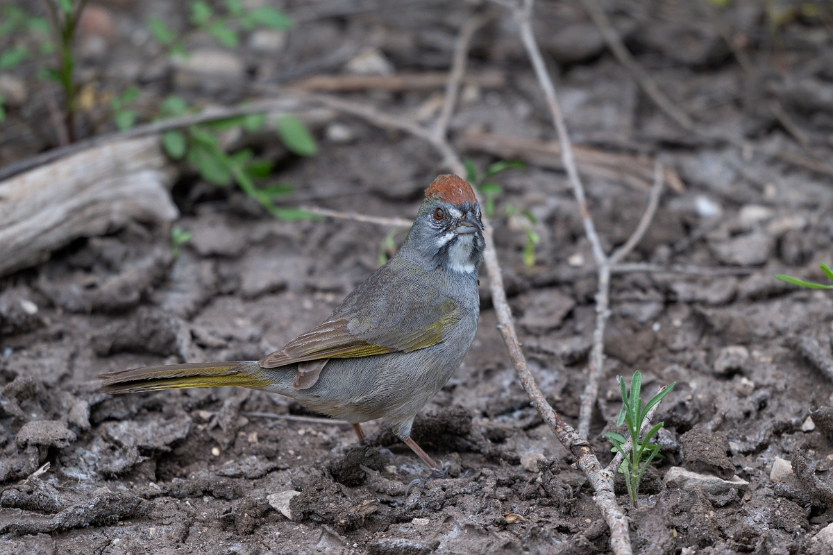 DPPhotography - Texas - Green-tailed towhee - G.jpg - Green-tailed towhee - Balcones State Park, Texas