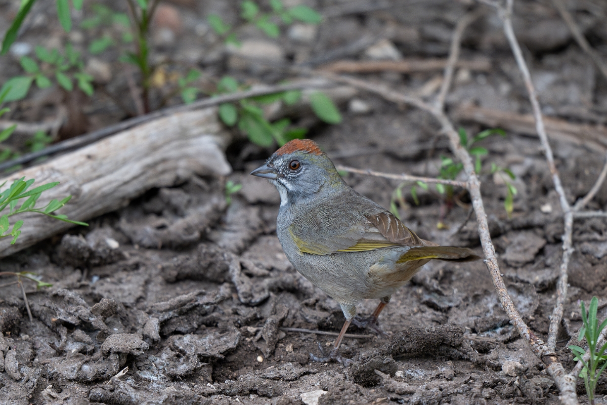 DPPhotography - Texas - Green-tailed towhee - H.jpg - Green-tailed towhee - Balcones State Park, Texas